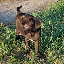 Thumbnail photo of Indy #2