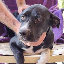 Thumbnail photo of Queenie #1