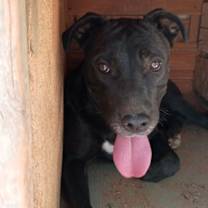 Thumbnail photo of Baby Girl--BFF is Jingles #1