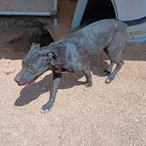 Thumbnail photo of Baby Girl--BFF is Jingles #3