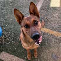 Thumbnail photo of Gentleman Jerry-GREAT POOCH...in a foster #1