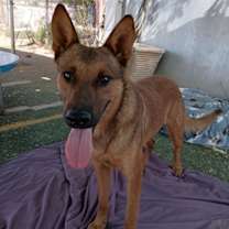 Thumbnail photo of Gentleman Jerry-GREAT POOCH...in a foster #2