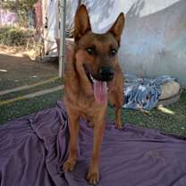 Thumbnail photo of Gentleman Jerry-GREAT POOCH...in a foster #3