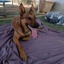 Thumbnail photo of Gentleman Jerry-GREAT POOCH...in a foster #4