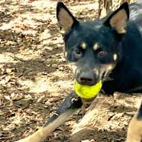 Thumbnail photo of Rex #4