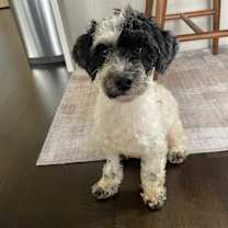 Thumbnail photo of Oreo #1