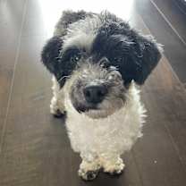 Thumbnail photo of Oreo #2