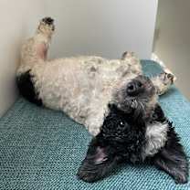 Thumbnail photo of Oreo #3