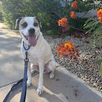 adopt-pet