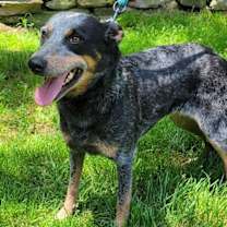 Thumbnail photo of DIXIE #1