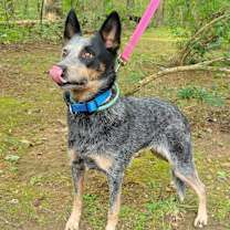 Thumbnail photo of DIXIE #3