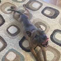 Thumbnail photo of Cookie Boo #1