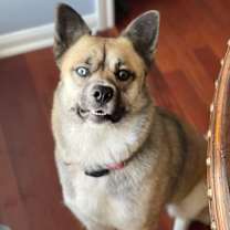 Thumbnail photo of Xena #2