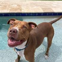 adopt-pet