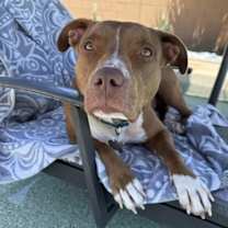 Thumbnail photo of MILLIE #2