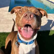 Thumbnail photo of MILLIE #3