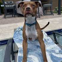 Thumbnail photo of MILLIE #4