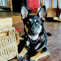 Thumbnail photo of Sammy #2