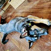 Thumbnail photo of Sammy #3