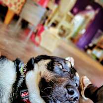 Thumbnail photo of Sammy #4