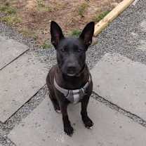 Thumbnail photo of Mollie (AL) #1