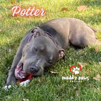 Thumbnail photo of Potter:  Harry Potter Litter #3