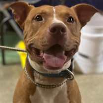 Thumbnail photo of REBEL #4