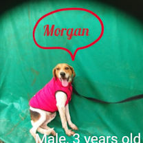 adopt-pet