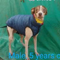 adopt-pet
