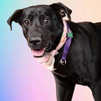 Thumbnail photo of Bama #3