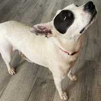 Thumbnail photo of Halo #1