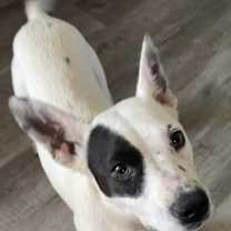 Thumbnail photo of Halo #2