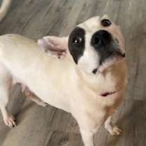 Thumbnail photo of Halo #4