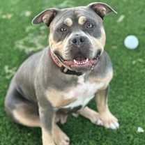 Thumbnail photo of Kali #1