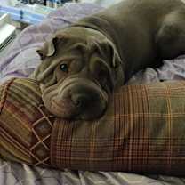 Thumbnail photo of Levi #1