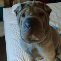 Thumbnail photo of Levi #2
