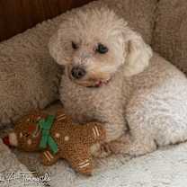 Thumbnail photo of Chanel #2