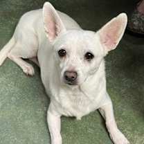 Thumbnail photo of Daisy #1