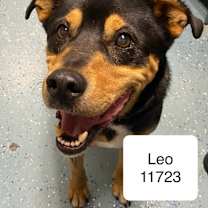 Thumbnail photo of Leo 11723 #1