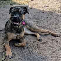 Thumbnail photo of Bailey #1