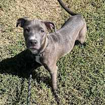 Thumbnail photo of Gracie #1