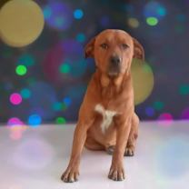 adopt-pet