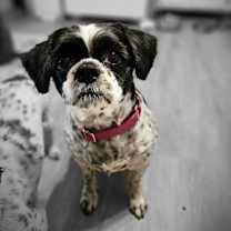 Thumbnail photo of Bella #1