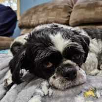 Thumbnail photo of Bella #2