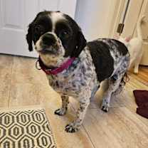 Thumbnail photo of Bella #3