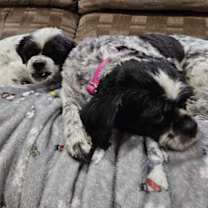 Thumbnail photo of Bella #4