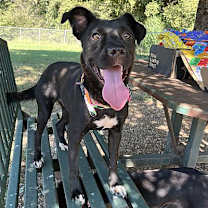 Thumbnail photo of Sadie #3