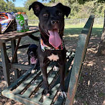 Thumbnail photo of Sadie #2