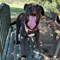 Thumbnail photo of Sadie #4