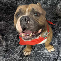 Thumbnail photo of Curtis #4